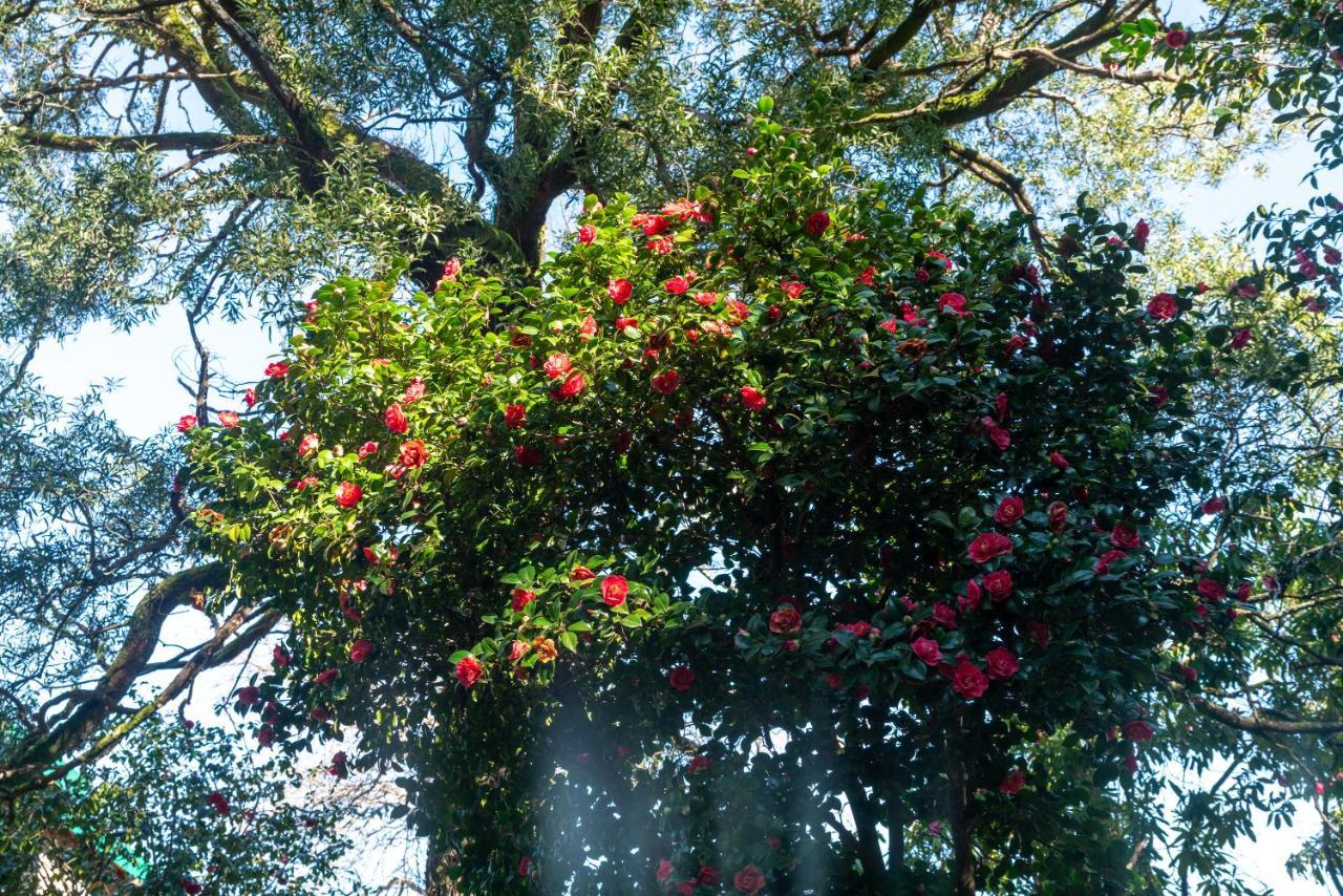 Quinta Das Lamas - Oak Tree House Vouzela Exteriér fotografie